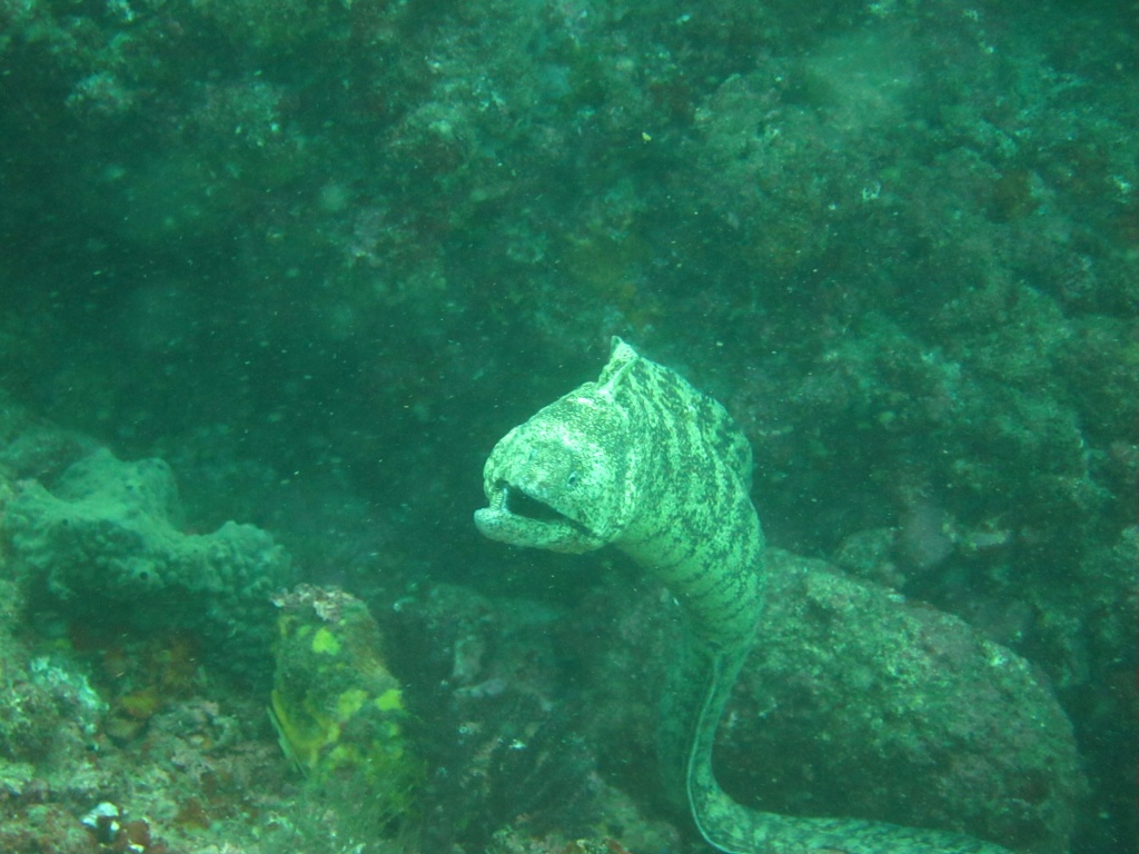 ウツボ ウツボ