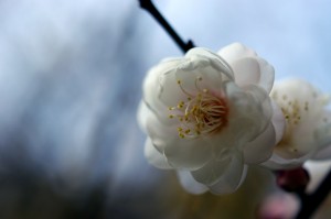白梅