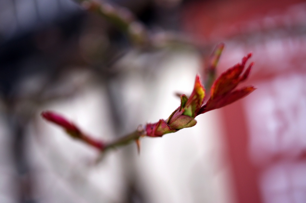 新芽1 新芽1