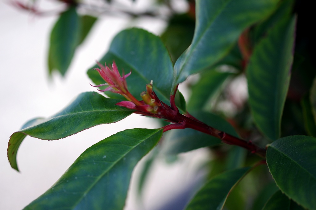 ツバキの芽 ツバキの芽