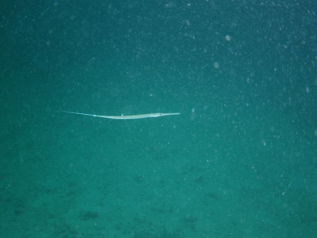 サヨリ? サヨリ?