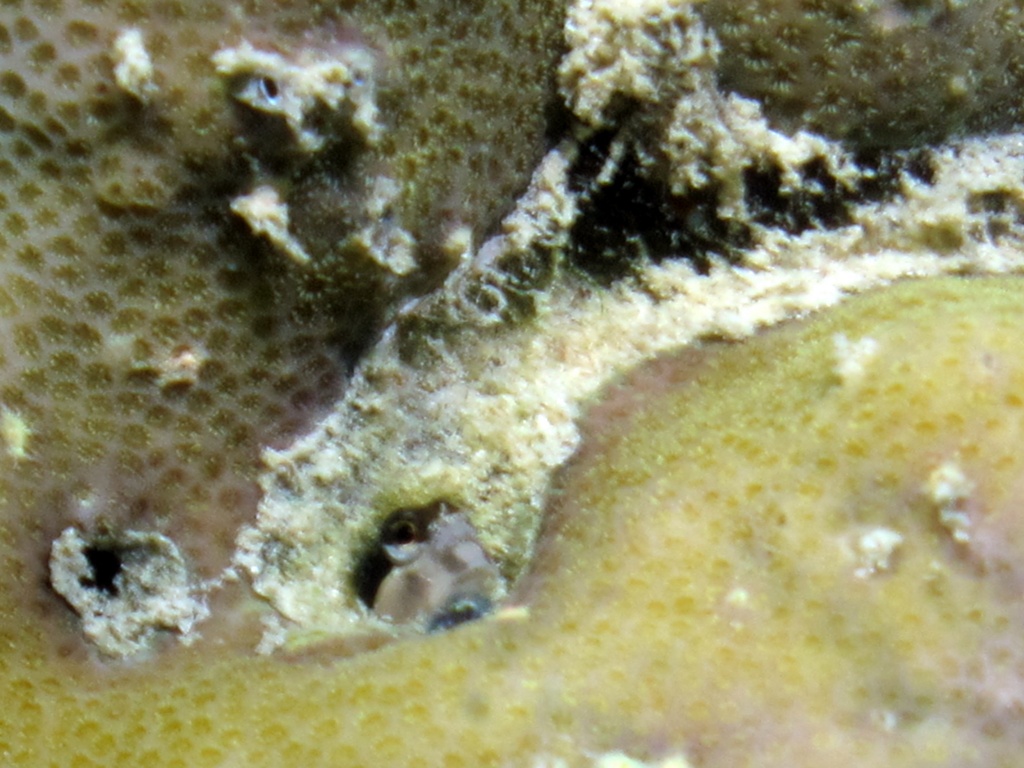 ヒトスジギンポ ヒトスジギンポ