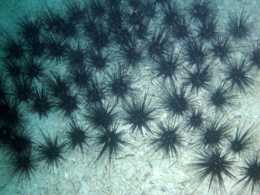 ガンガゼ ガンガゼ