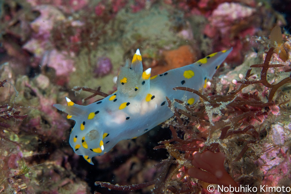ミズタマウミウシ