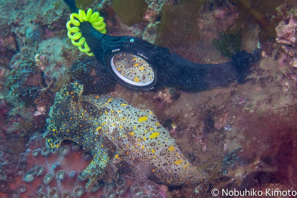 ヒカリウミウシ